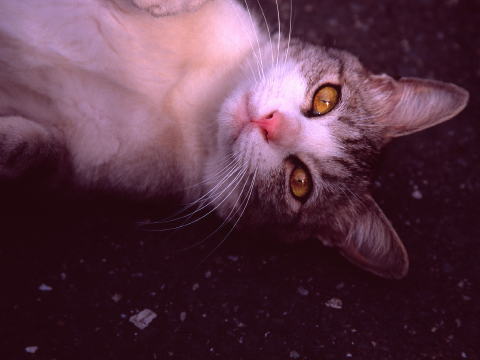 img0014.jpg