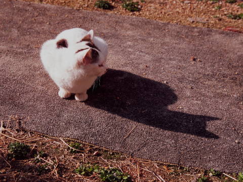 img0009.jpg