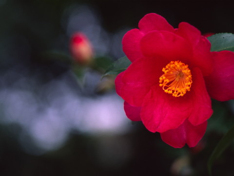 img0004.jpg