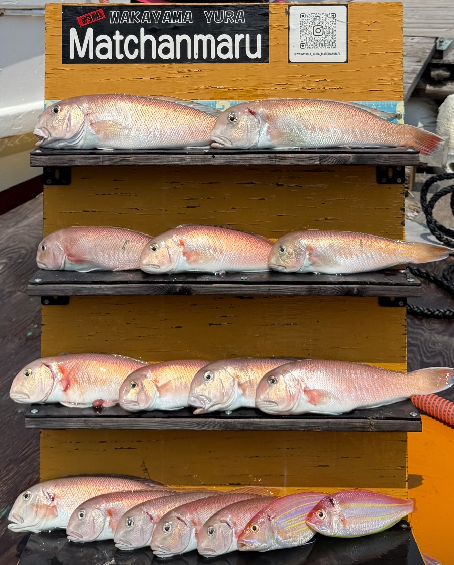 釣果7