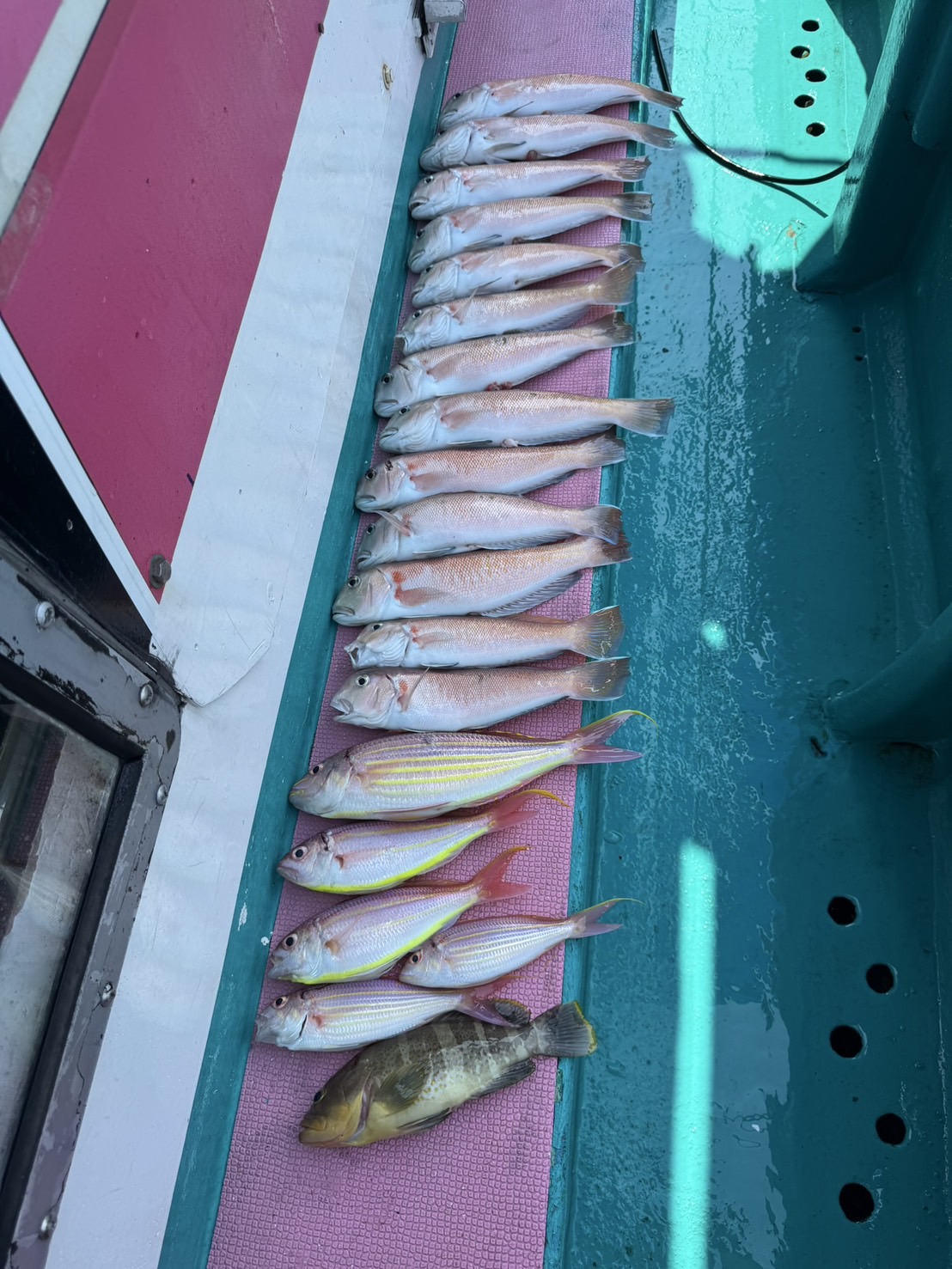釣果9