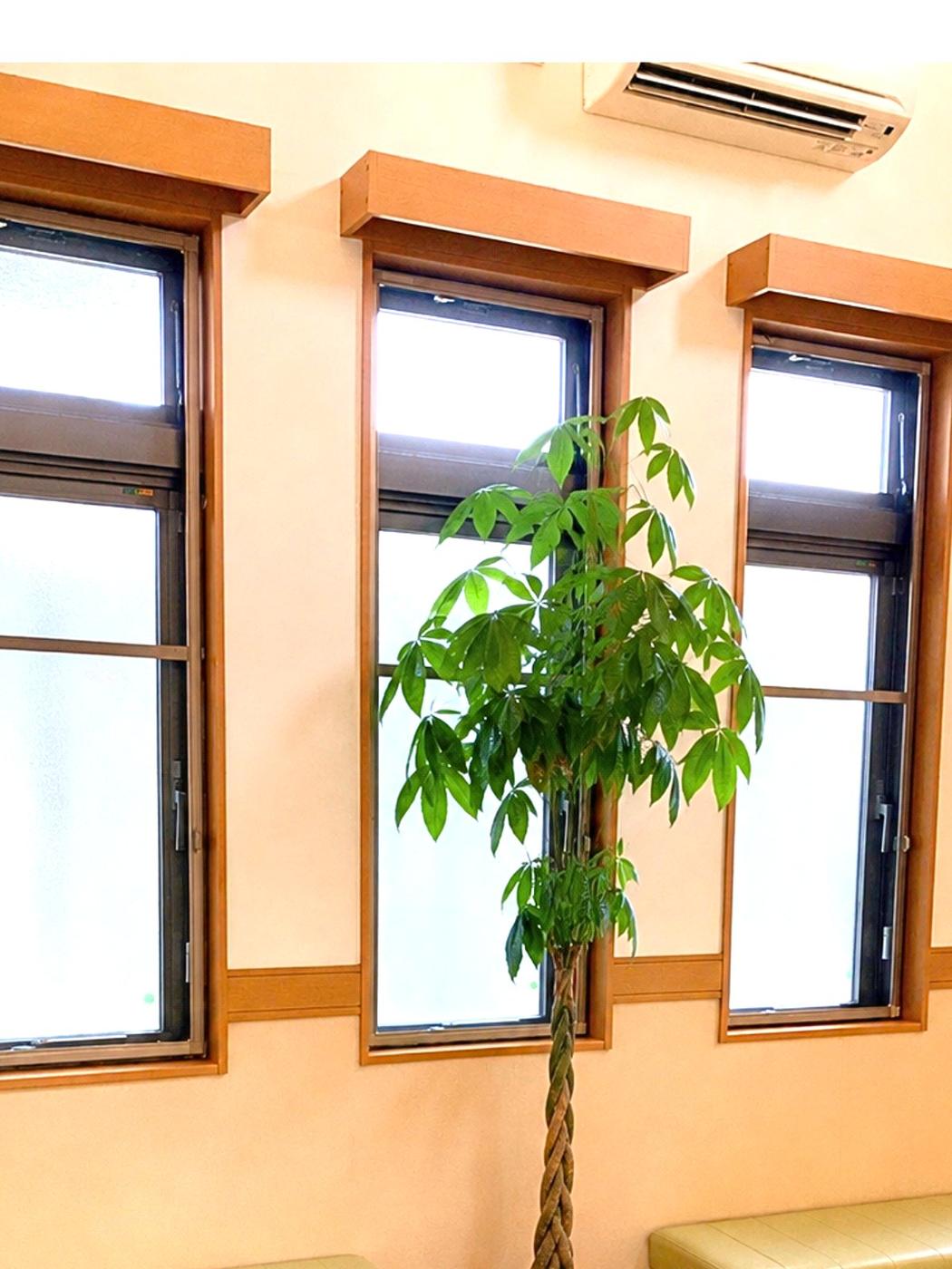 目加田眼科 観葉植物のある待合室