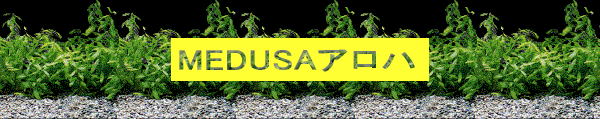 MEDUSA�A���n