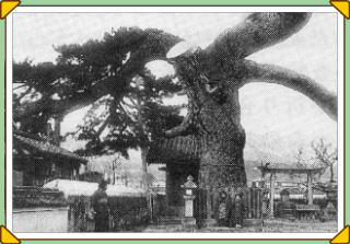 いにしえのわが町 菅公船繋松 昔