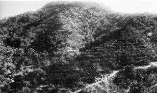 いにしえのわが町 六甲山 植林10年
