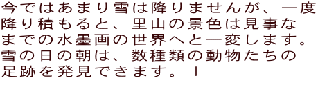 今ではあまり雪は降りませんが、一度 降り積もると、里山の景色は見事な までの水墨画の世界へと一変します。 雪の日の朝は、数種類の動物たちの 足跡を発見できます。ｌ