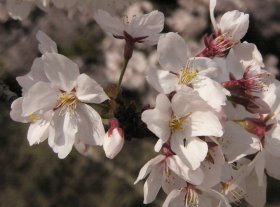 桜の定番「ソメイヨシノ」