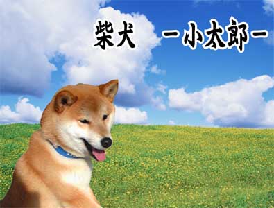 Č@Y@C摜