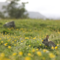 rabbit
