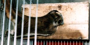 赤ちゃんの様子を見るまるこ