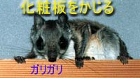 やめて! 武蔵