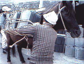 長崎市の坂で資材を運ぶ対州馬