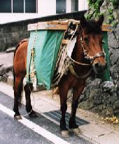 ４５万都市長崎で今も活躍している対州馬