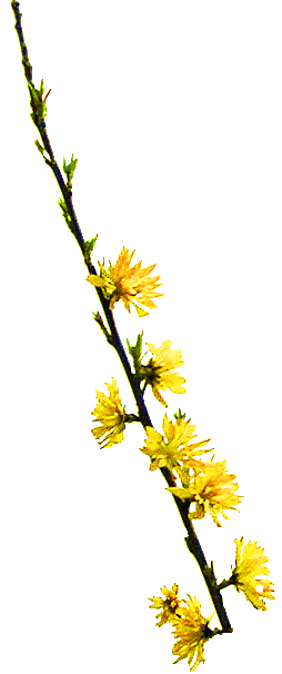 黄色の菊花