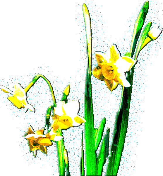 水仙の花