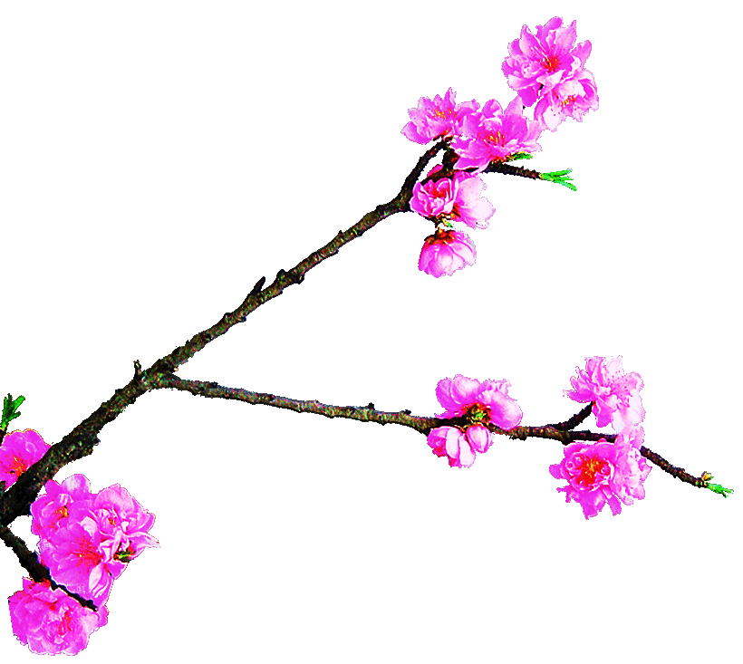 Pink flower