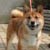 �ށX(4��10���B�e)�B�N���b�N����Ƒ傫���ʐ^��\�������B