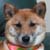 �ށX(6��8���B�e)�B�N���b�N����Ƒ傫���ʐ^��\�������B