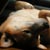�ށX(11��21���B�e)�B�N���b�N����Ƒ傫���ʐ^��\�������B