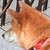 �ށX(1��1���B�e)�B�N���b�N����Ƒ傫���ʐ^��\�������B