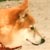 �ށX(4��8���B�e)�B�N���b�N����Ƒ傫���ʐ^��\�������B