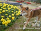�J�����_�[�ǎ��u5���v����Ղ�摜�B���ΊC���������y���ޓށX
