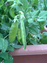 きぬさやえんどう