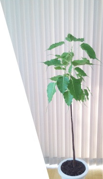 NATURAの菩提樹のイメージ