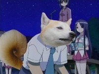 柴犬