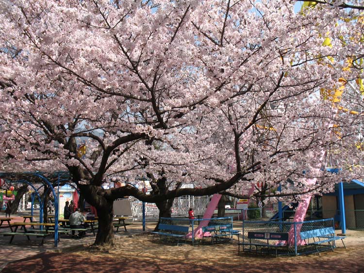 王子動物園の桜