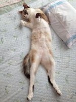 ނ