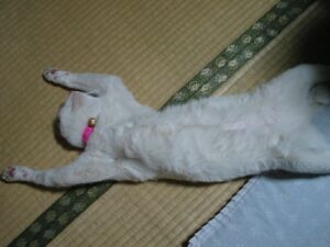 うにゃー