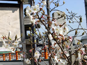 サクランボの花（桜桃）