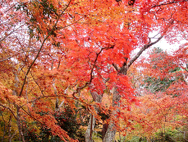 紅葉