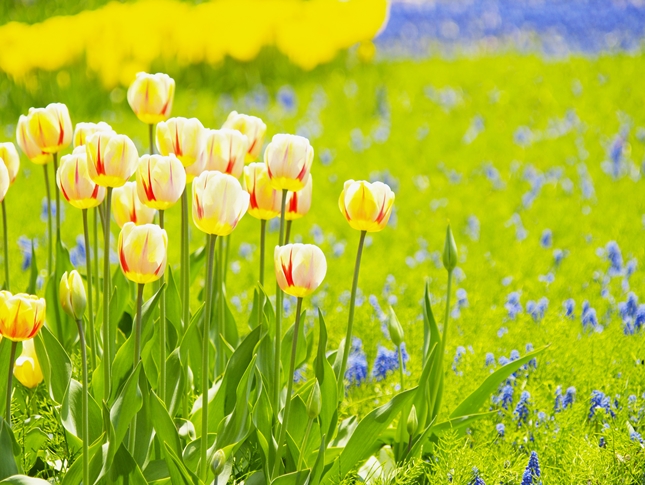 きれいな春の花々