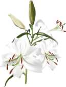 白い百合の花