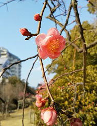 ume01