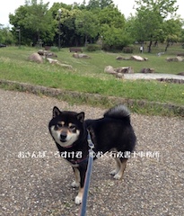 おさんぽころすけ君
