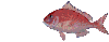 j^C