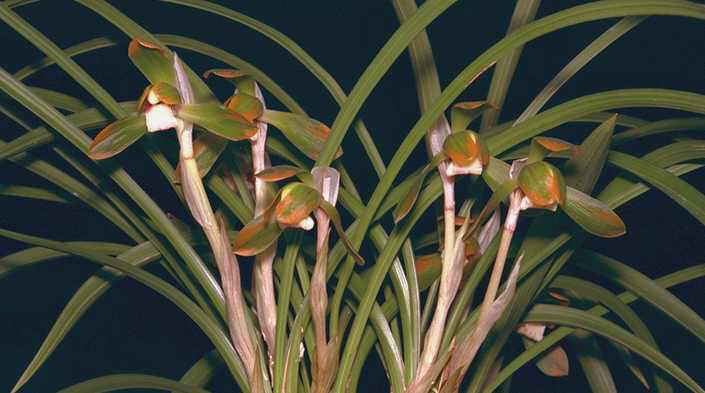 日本春蘭　　　日輪 新品，お得 日本春蘭 赤覆輪 日輪 山野草