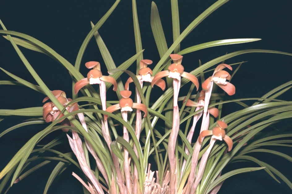 日本春蘭　　　日輪 新品，お得 日本春蘭 赤覆輪 日輪 山野草