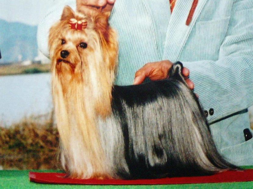 2個以上購入で送料無料 Anthony Barham 油彩 犬 ヨークシャテリア