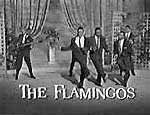 The Flamingos