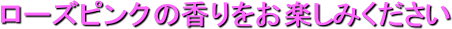 [YsN̍y݂