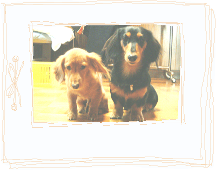 �悤�����I�E���V�L�ō����g�L�ł��B
