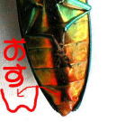 IX