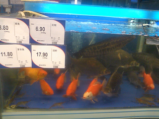 金魚と魚の入った水槽