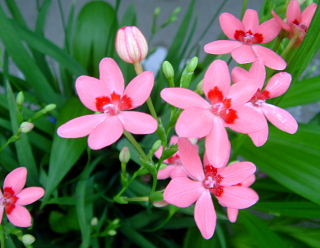 �q���q�I�I�M(�L�����f�B�[�����[�j