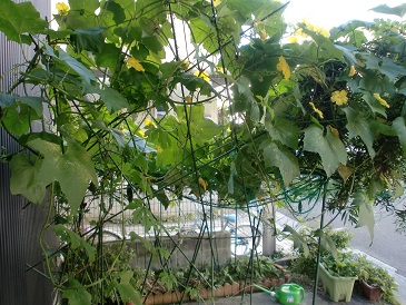 菜園日誌