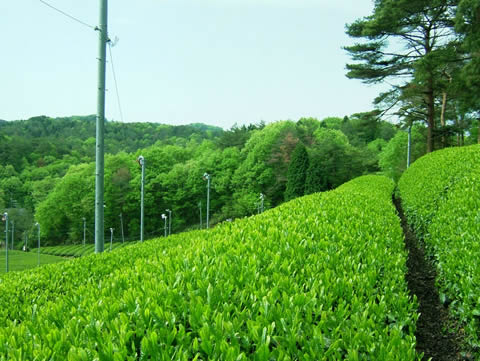 QOPON̉摜